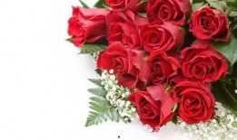 520玫瑰最新爆料,幕后故事与情感真相大曝光