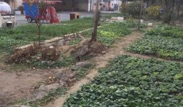 文春爆料菜园视频大全最新,文春爆料，揭秘最新热门菜园视频精彩瞬间